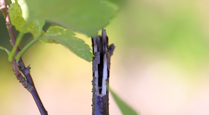 Повреждения от смородинной стеклянницы (Synanthedon tipuliformis)