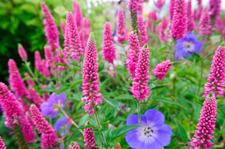 Вероничник длиннолистный (Pseudolysimachion longifolia, syn. Veronica longifolia)