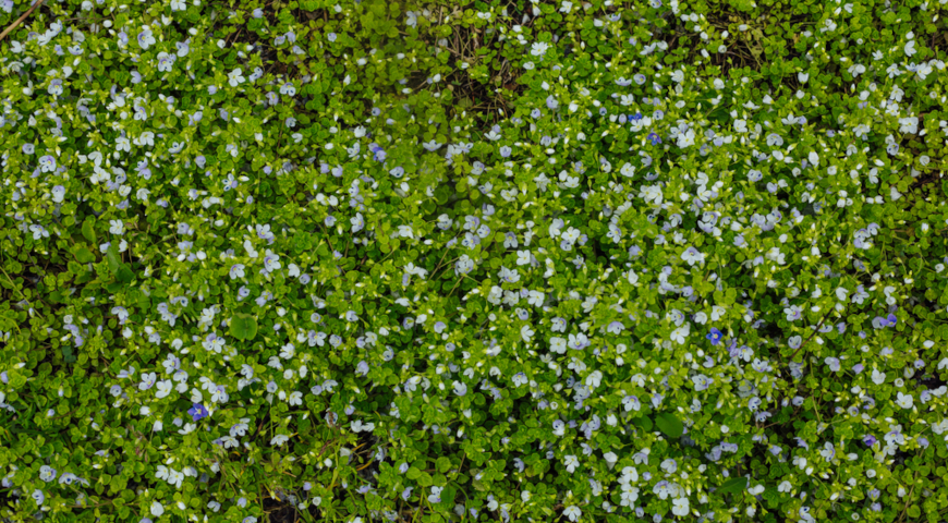 Вероника ползучая (Veronica repens)