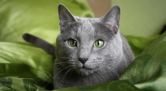 Кошка русская голубая (Russian blue cat)