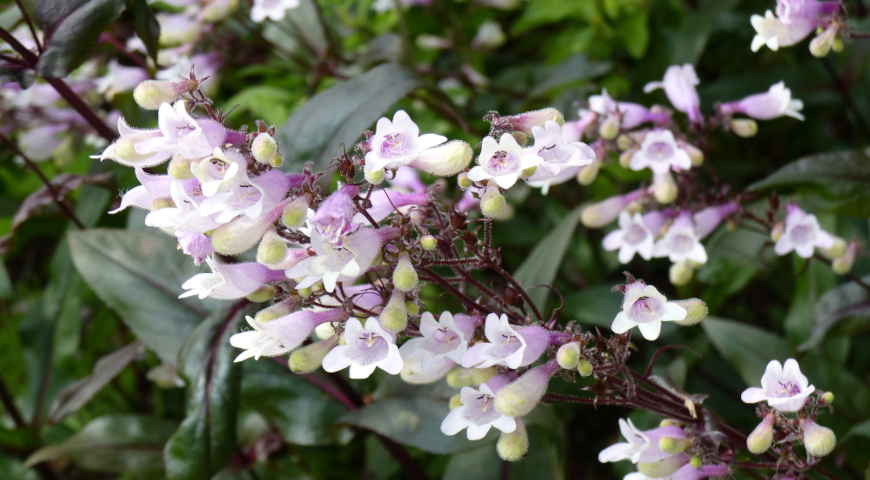 Пенстемон наперстянковый (Penstemon digitalis)