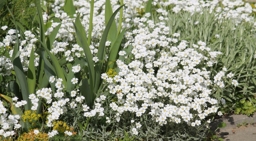 Ясколка Биберштейна (Cerastium biebersteinii)
