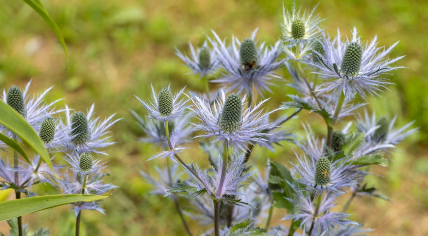 Синеголовник альпийский (Eryngium alpinum) Blue Jackpot