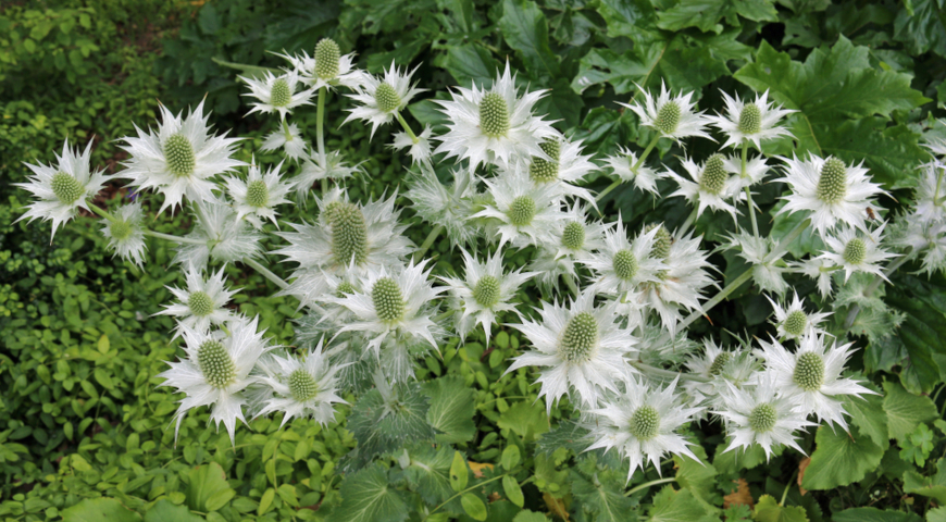 Синеголовник гигантский (Eryngium giganteum)