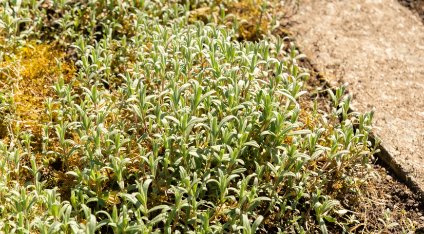 Ясколка войлочная, длиннолистная, шерстистая (Cerastium tomentosum)