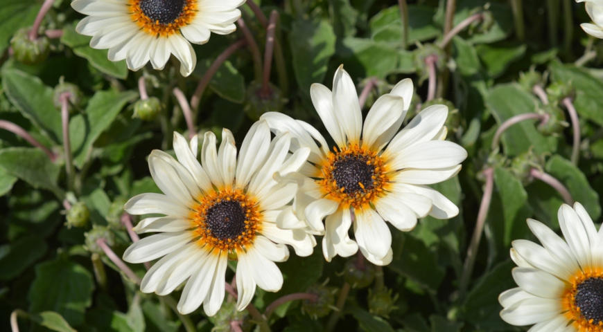 Арктотис стехасолистный (Arctotis stoechadifolia)