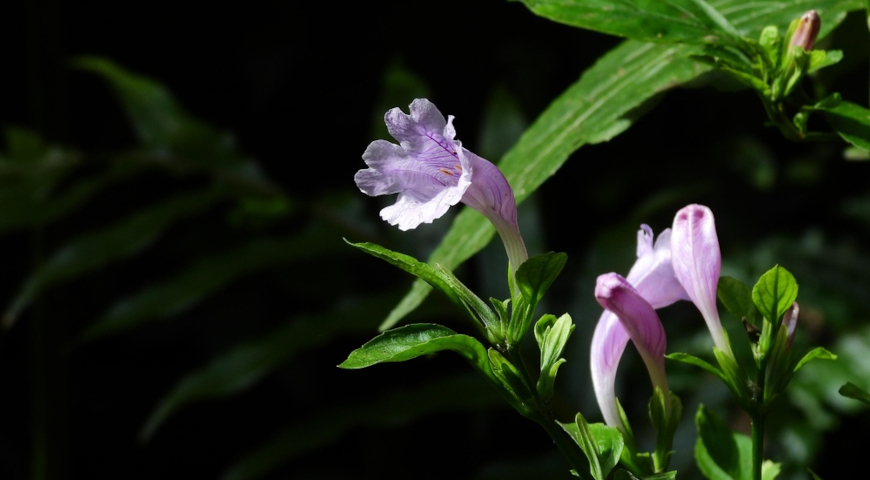 Стробилянт кузиа (Strobilanthes cusia)