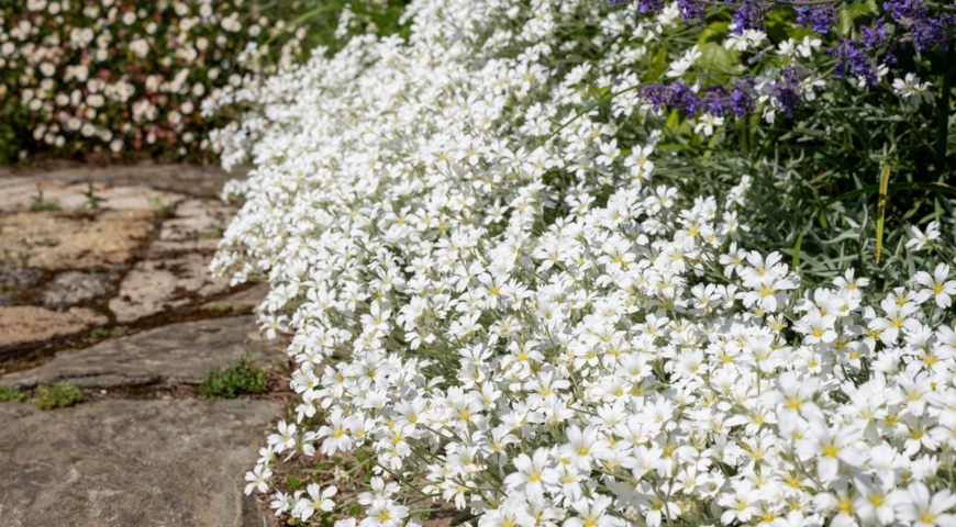 Ясколка войлочная, длиннолистная, шерстистая (Cerastium tomentosum) 