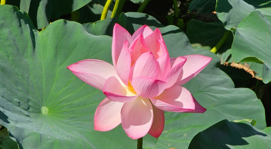Лотос (Nelumbo)