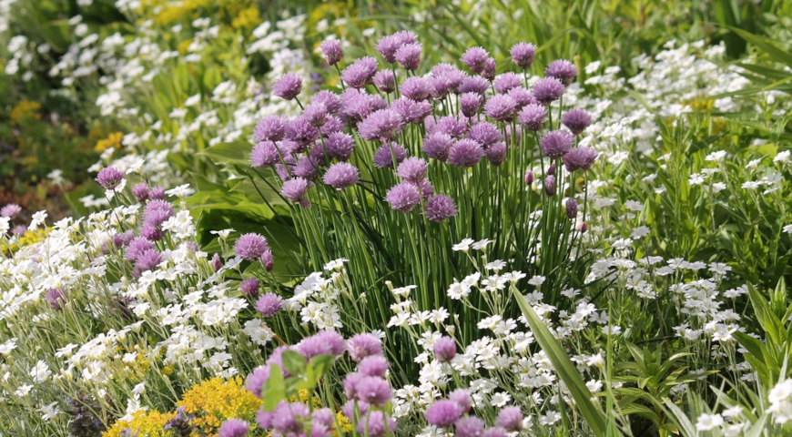 Ясколка Биберштейна (Cerastium biebersteinii)