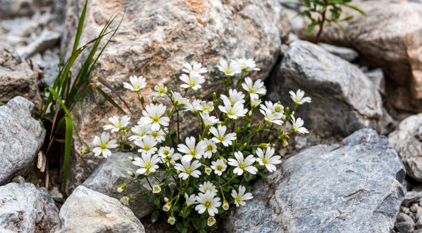 Ясколка альпийская (Cerastium alpinum) 
