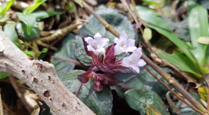 Стробилянт альтерната (Strobilanthes alternata), красный плющ, вафельное растение