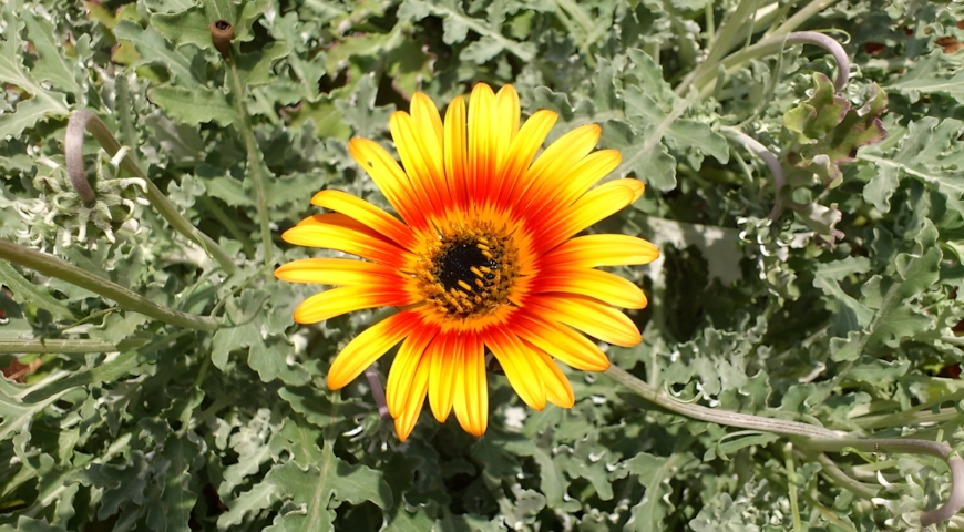 Арктотис стехасолистный (Arctotis stoechadifolia) 