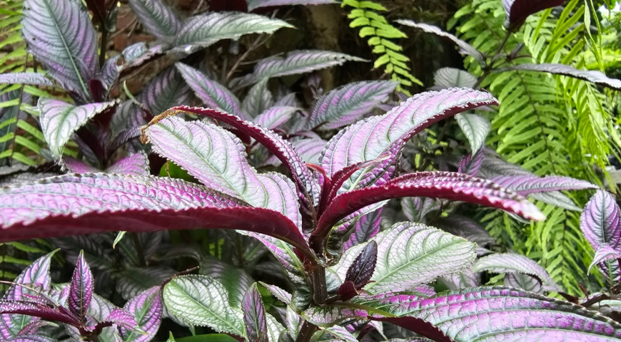 Стробилянт Дайера (Strobilanthes dyerianus)