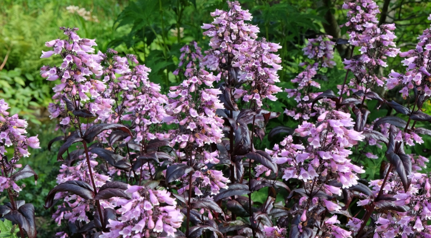 Пенстемон наперстянковый (Penstemon digitalis) Dakota Burgundy