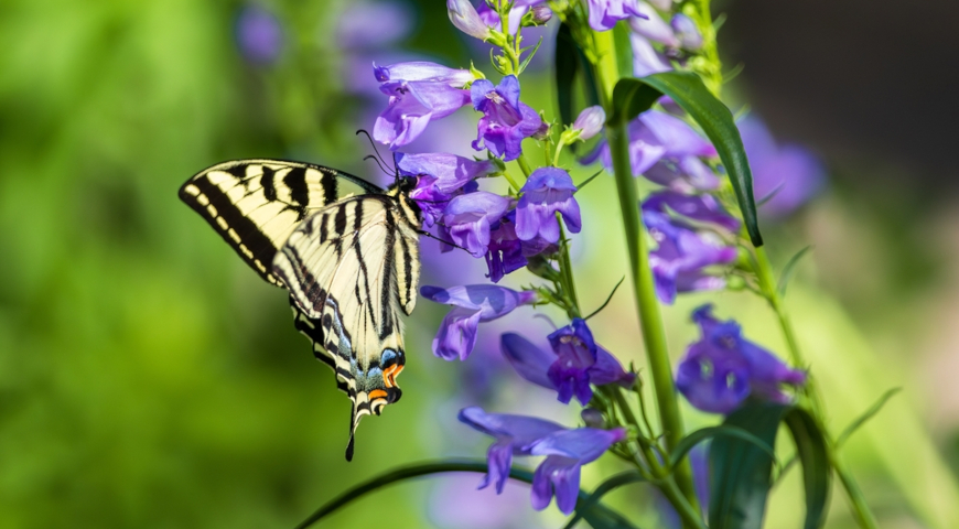 Пенстемон торчащий (Penstemon strictus)