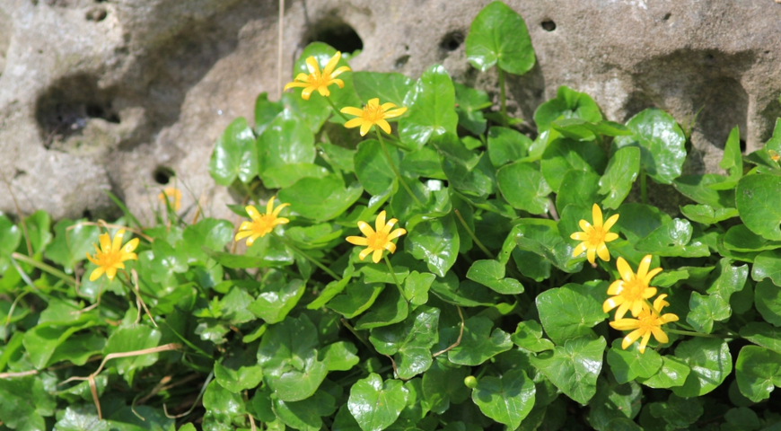 Чистяк обыкновенный (Ficaria verna, Ranunculus ficaria)