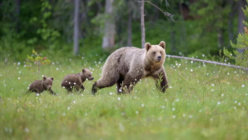 Бурый медведь (Ursus arctos)