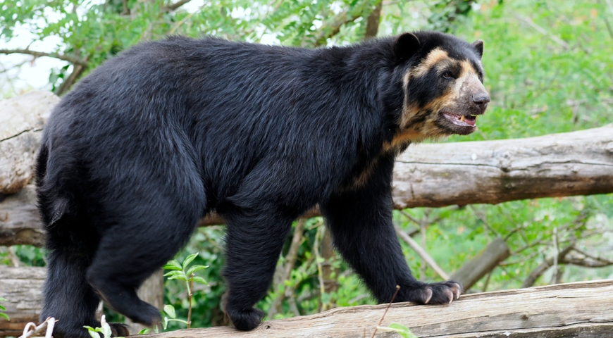 Очковый медведь (Tremarctos ornatus)