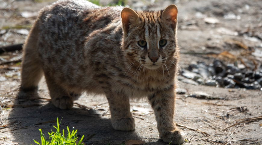 Дальневосточный, или амурский лесной кот (Prionailurus bengalensis euptilurus) 