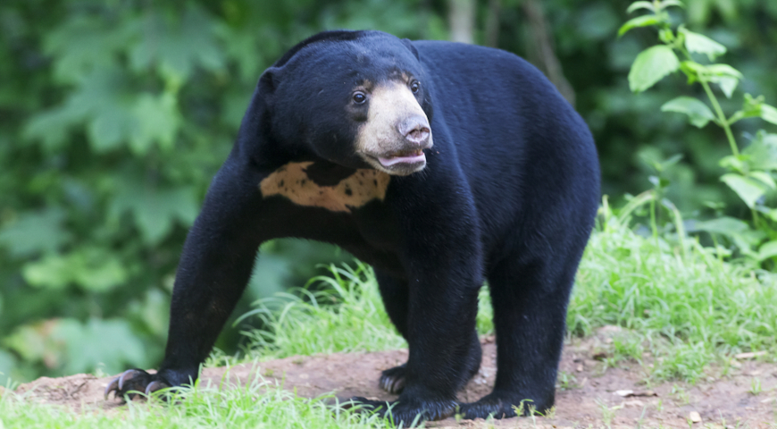 Малайский медведь, бируанг (Helarctos malayanus)