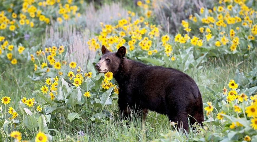 Барибал, черный медведь (Ursus americanus)