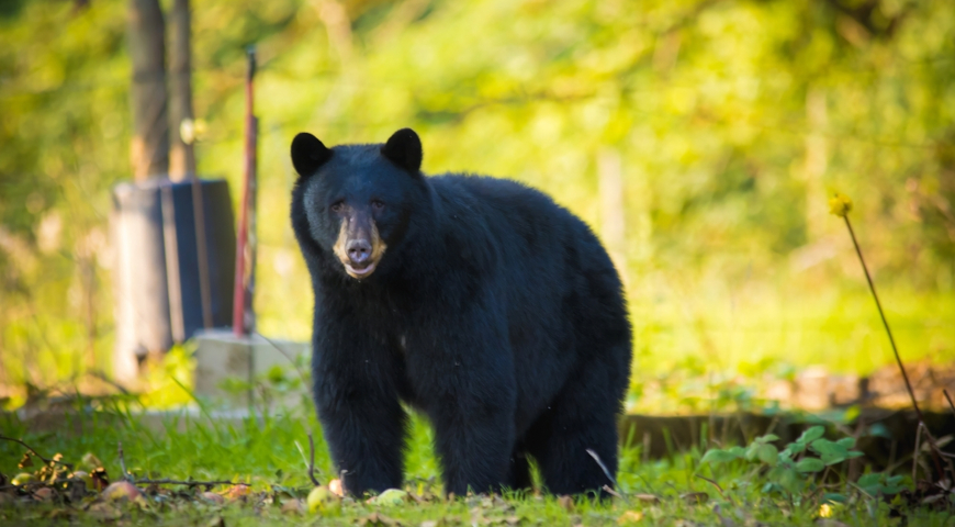Барибал, черный медведь (Ursus americanus)