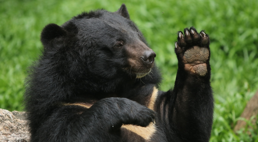 Гималайский, или белогрудый  медведь (Ursus thibetanus)