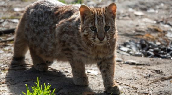 Дальневосточный лесной кот и его тайная жизнь
