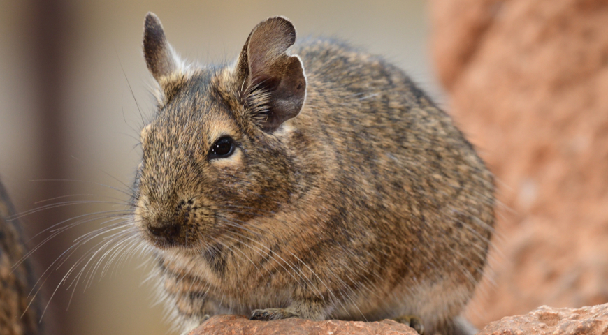 Дегу (Octodon degus)