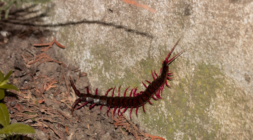 Кольчатая сколопендра (Scolopendra cingulata)