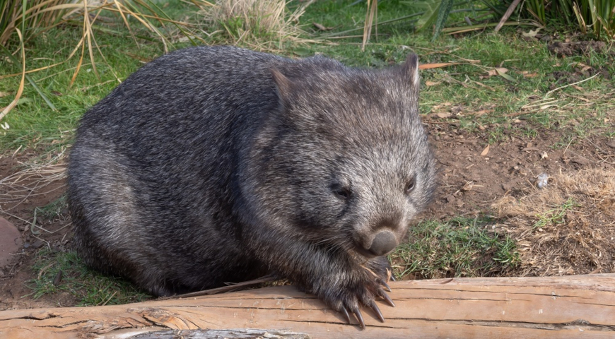 Короткошерстный (голоносый) вомбат (Vombatus ursinus)