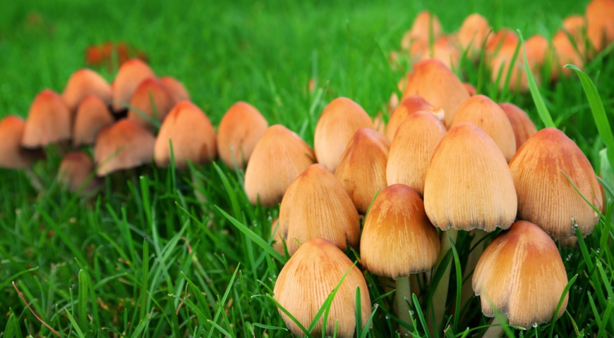 Луговой опенок (Marasmius oreades) на газоне