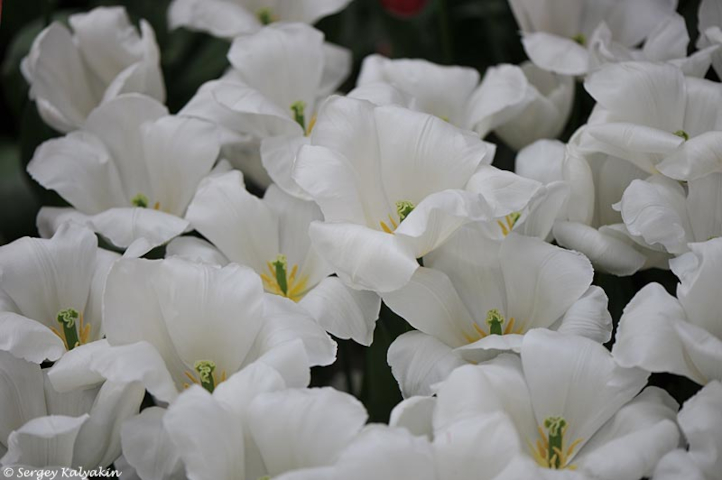 Тюльпан 'Sensation White', класс "Триумф"
