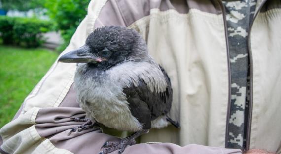 Ворона серая (Corvus cornix)