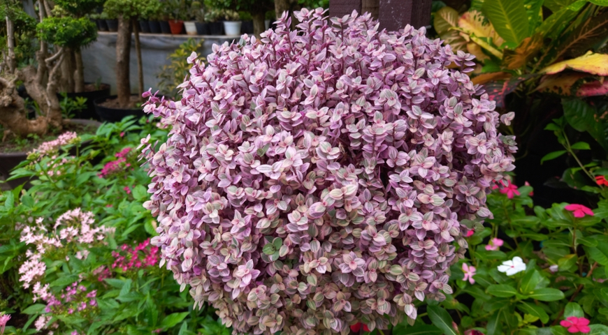 Каллизия ползучая (Callisia repens) Pink Panther