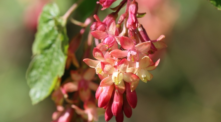 Cмородина Гордона (Ribes ? gordonianum)