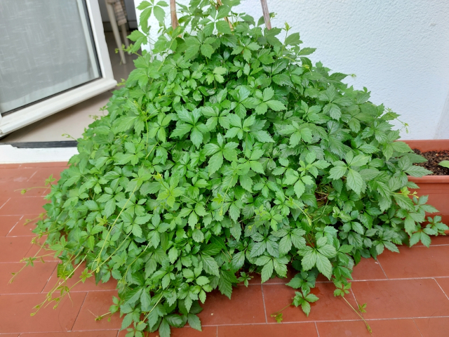 Гиностемма пятилистная (Gynostemma pentaphyllum)
